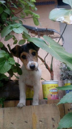 Fox Terrier con Pedigree