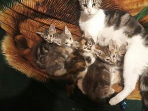 Gatitos en Adopcion
