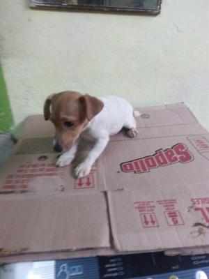 Jack Russell