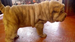 Lindas Cachorritas Sharpei