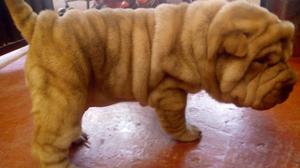 Lindas Cachorritas Sharpei