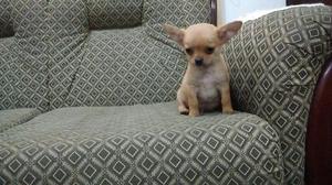 Lindo Cachorrito Chihuahua Mini Toy