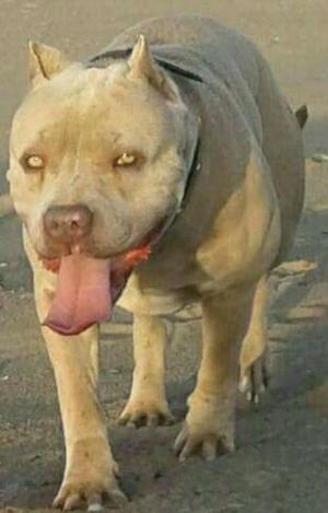 Monta American Pitbull