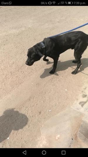 Perro Labrador en Adopción