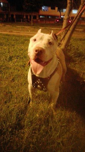 Pitbull Servicio de monta silver fawn SiJL