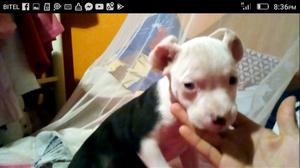 Pitbull en Venta