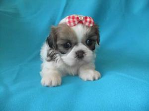 SHIH TZU ORIGINAL