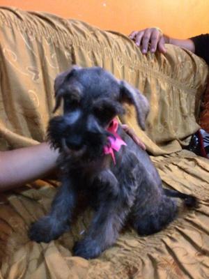 Schnauzer hembritas remate