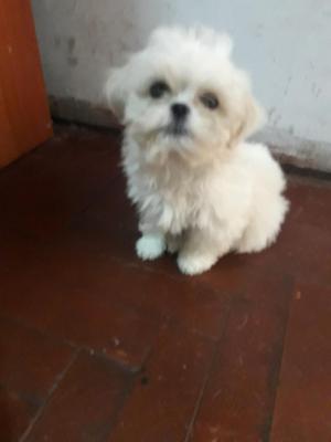 Se Vende Shitzhu