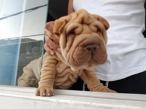 Se vende hermosas cachorras shar pei