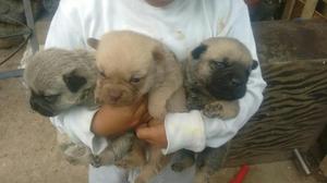 Vedo Cachorros Pug Pedigri