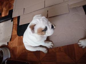 Vendo Bulldog Ingles Pedigree Plata