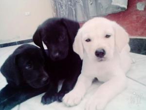 Vendo Cachorris Labradores 