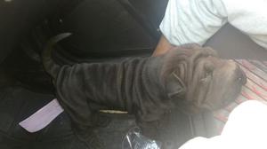 Vendo Cachorro Sharpei