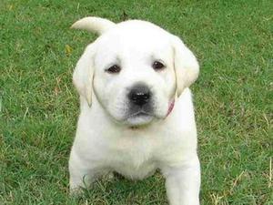 Vendo Hermoso Cachorro Labrador