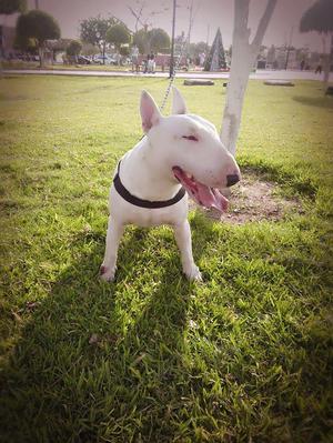 Vendo pareja de Bullterriers llamar al 