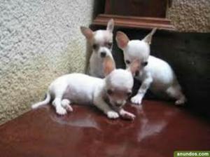 Vendos Mis Lindos Chihuahuas