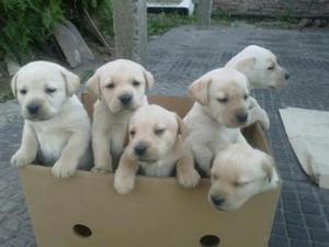 Venta de Cachorros Labradores