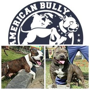 American bully cachorros