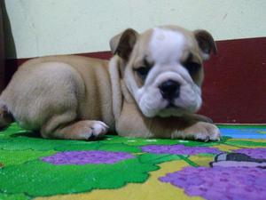 Bulldog Ingles