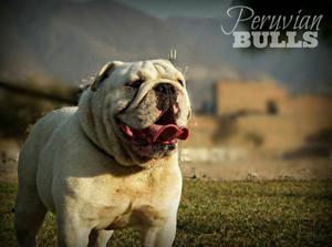 Bulldog Ingles Oara. Monta