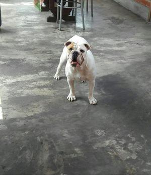 Bulldog ingls hembra 7 meses  soles 