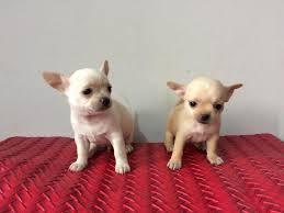 CHIHUAHUA CACHORRITOS RAZA TOY