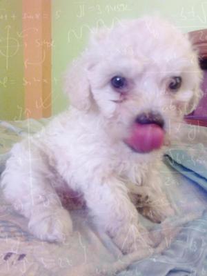 Cachorrita poodle toy