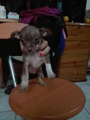 Cachorro Chihuahua