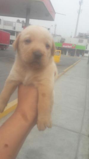 Cachorros Labrador