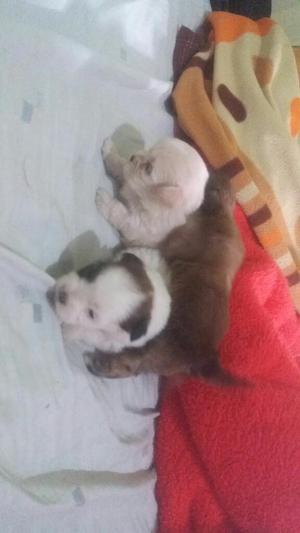 Cachorros Shitsu