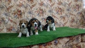 Ejemplares Cachorritas Beagle Tricolor