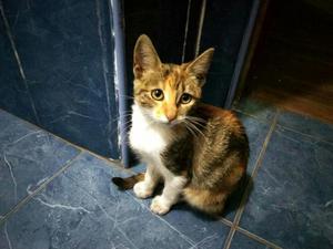 Gatita Tricolor en Adopción