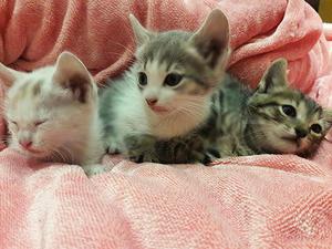 Gatitos Rescatados en Adopción