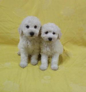 Hermosos Poodle