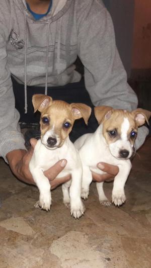 Jack Russell Hembritas Bicolor 