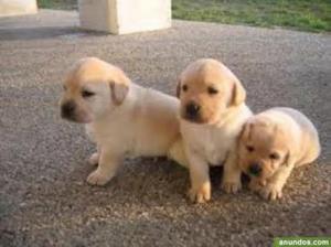 Labrador Cachorritos Bellisimos