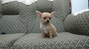 Lindo Cachorro Chihuahua Mini Toy