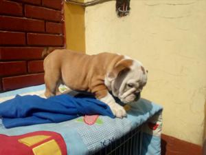 Ocasion Bulldog Ingles