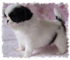 PEKINES BICOLOR