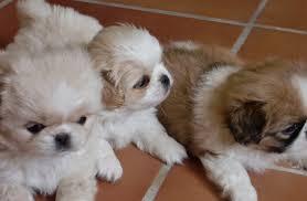 PEKINES BUEN PRECIO