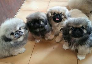 PEKINES CACHORRITOS