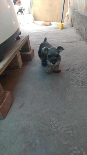 Perro Schnauzer