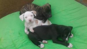 Pitbull cachorros