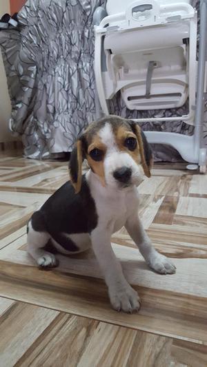 Preciosa Cachorra Beagle