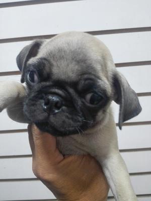 Pug Hembrita Cachorra