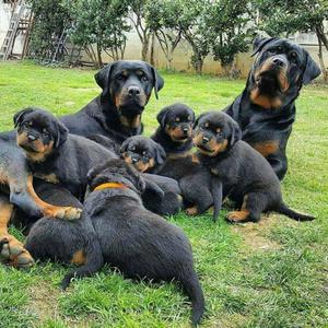 Rottwailer Bien Agarrados