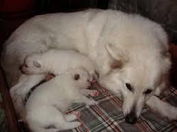 SAMOYEDO CACHORROS DE RAZA PRECIOS NEGOCIABLES