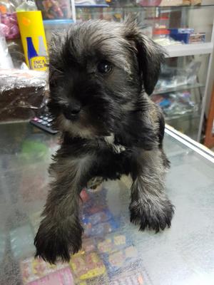 Schnauzer Cachorritos en Venta