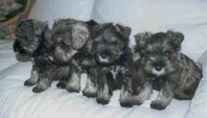 Schnauzer Terrier